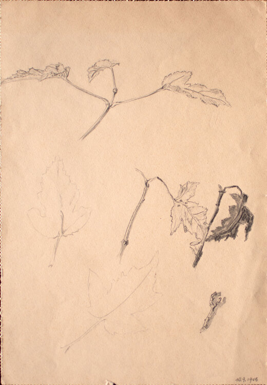 unbekannt - Blätter - 1945 - Zeichnung