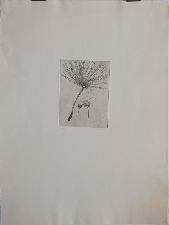 Helga Wirth - Pusteblumensamen - 1972 - Radierung
