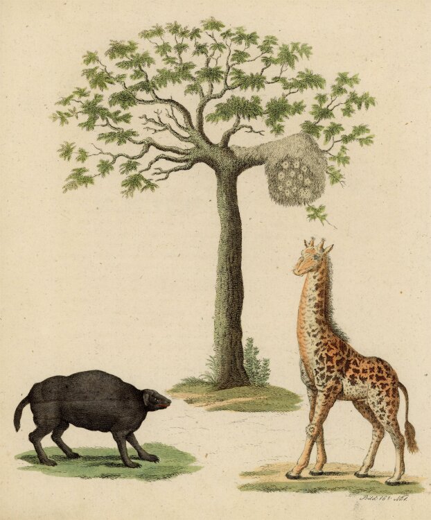 unbekannt - Kamelparder und Giraffe - o.J. - Kolorierter Kupferstich