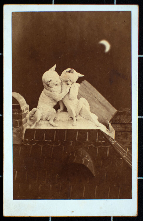 František Fridrich - Zwei Katzen umarmen sich - um 1870 - Fotografie Abzug