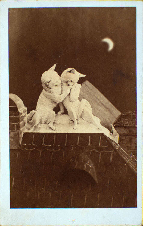 František Fridrich - Zwei Katzen umarmen sich - um 1870 - Fotografie Abzug