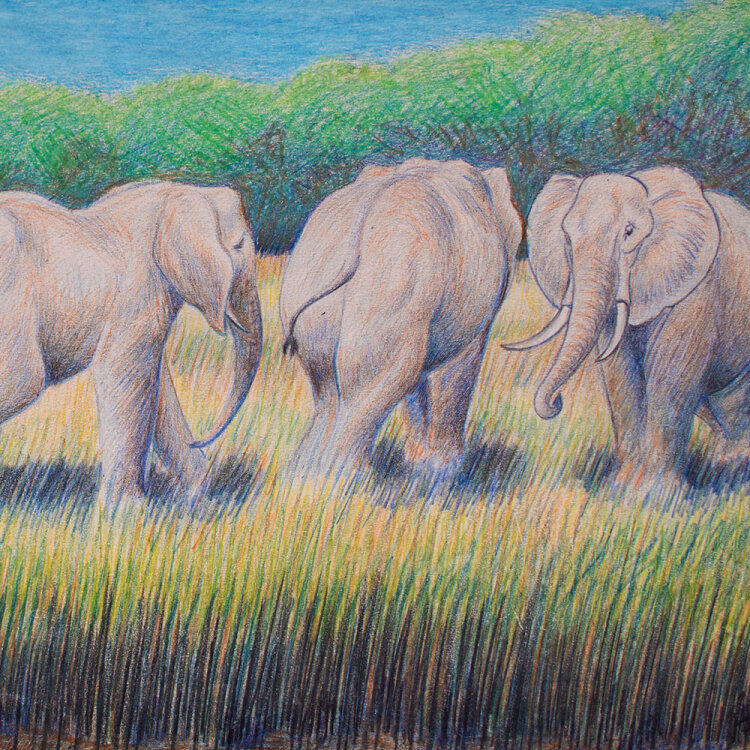 unbekannt - Drei Elefanten - 1929 - Zeichnung