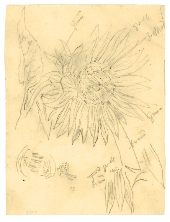 Georg Schmidt - Sonnenblumenstudie - o.J. - Zeichnung