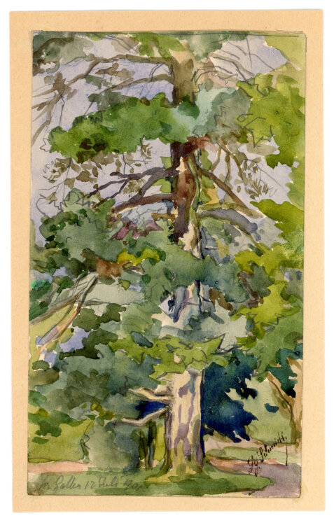 Georg Schmidt - Baum, St. Gallen - 1901 - Aquarell