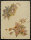 Józef Teofil Smoliński - Orchideenblüten - o.J. - Gouache, eiweißgehöht, auf getöntem Papier