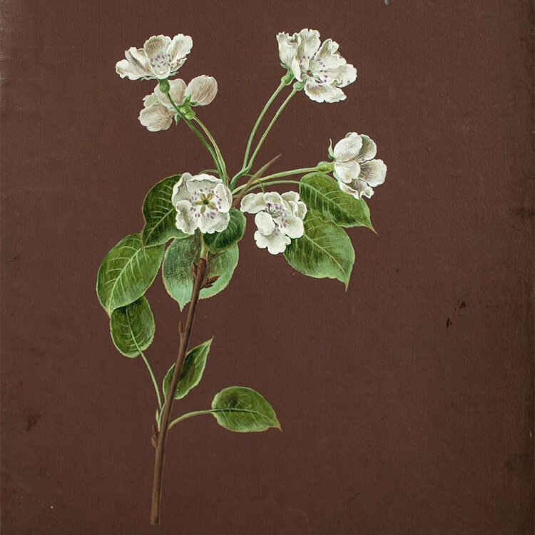 Johann Amandus Wink - Kirschblüte - 1793 - Öl...