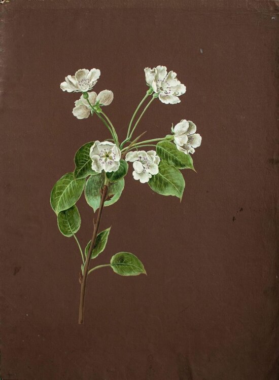 Johann Amandus Wink - Kirschblüte - 1793 - Öl auf Papier