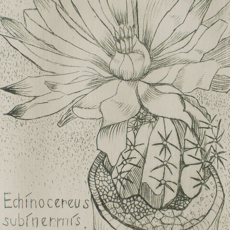Unbekannt - Echinocereus subinermis - 1977 - Radierung in Grün auf chamoisfarbenem Bütten