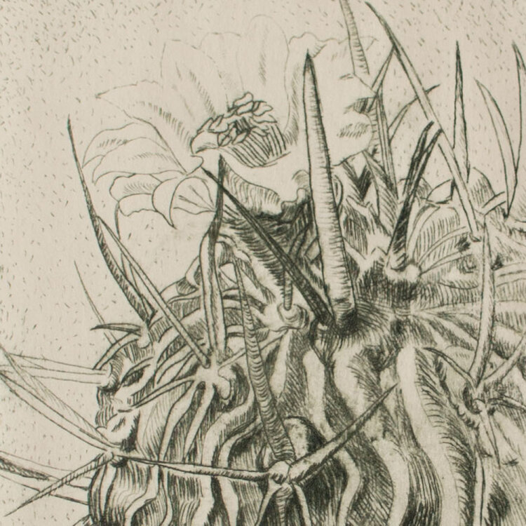 Unbekannt - Echinofossulocactus pentacanthus - 1977 -...
