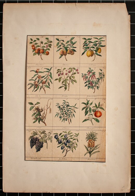 Raphael Wintter - Pflanzenstudie Fruchtalphabet" - 1844 - Aquarell"