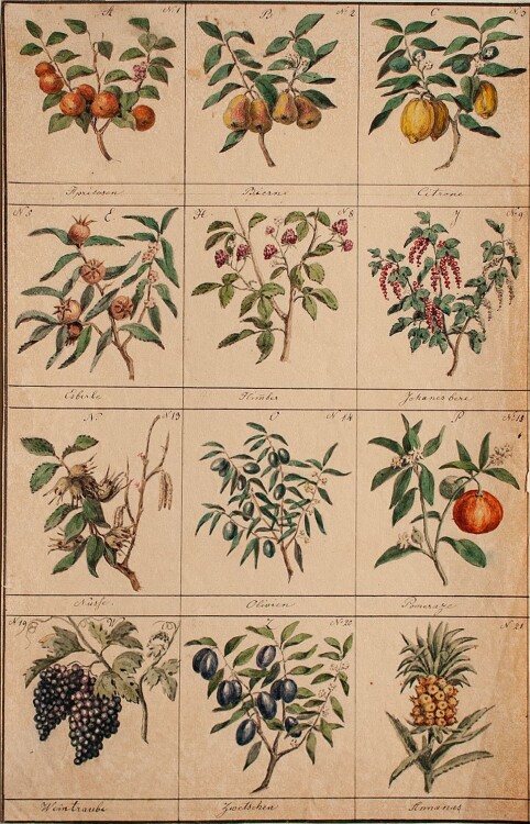 Raphael Wintter - Pflanzenstudie Fruchtalphabet" - 1844 - Aquarell"