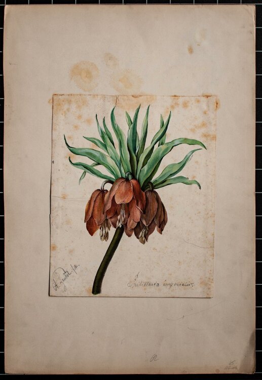 Arthur Feudel - fritillaria imperialis / Kaiserkrone - Aquarell - o. J.