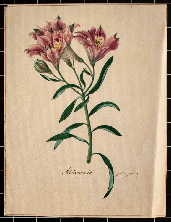 Johann Nepomuk Mayrhofer - Blumenstudie Alstromeria peregrina - Gouache - o.J.
