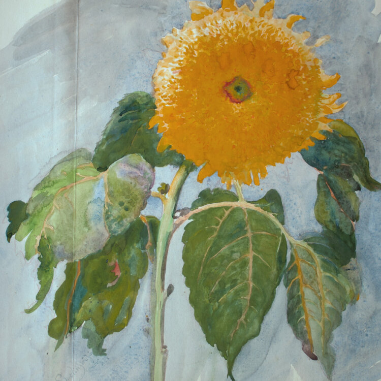 Józef Teofil Smolinski - Sonnenblume - 1923 - Aquarell, rote Kreide