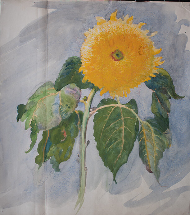 Józef Teofil Smolinski - Sonnenblume - 1923 - Aquarell, rote Kreide