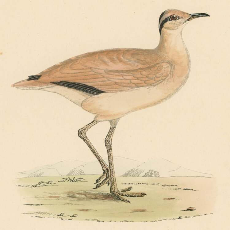 unbekannt - Courser Bird (Rennvogel) - o.J. - kolorierter Stahlstich