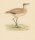 unbekannt - Courser Bird (Rennvogel) - o.J. - kolorierter Stahlstich