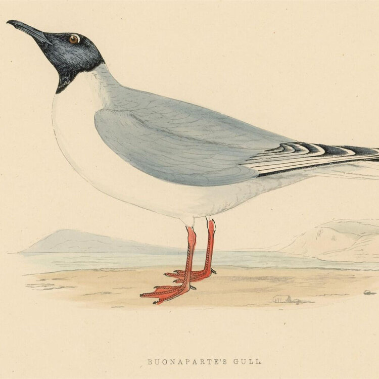 unbekannt - Bonaparte Gull (Bonapartemöwe) - o.J. -...