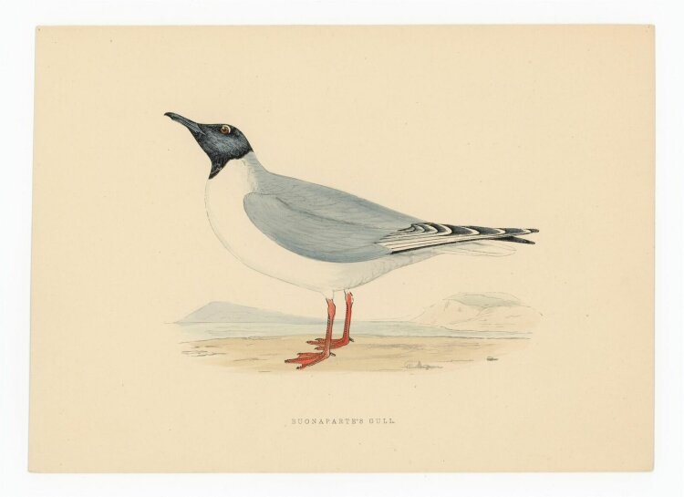 unbekannt - Bonaparte Gull (Bonapartemöwe) - o.J. -...