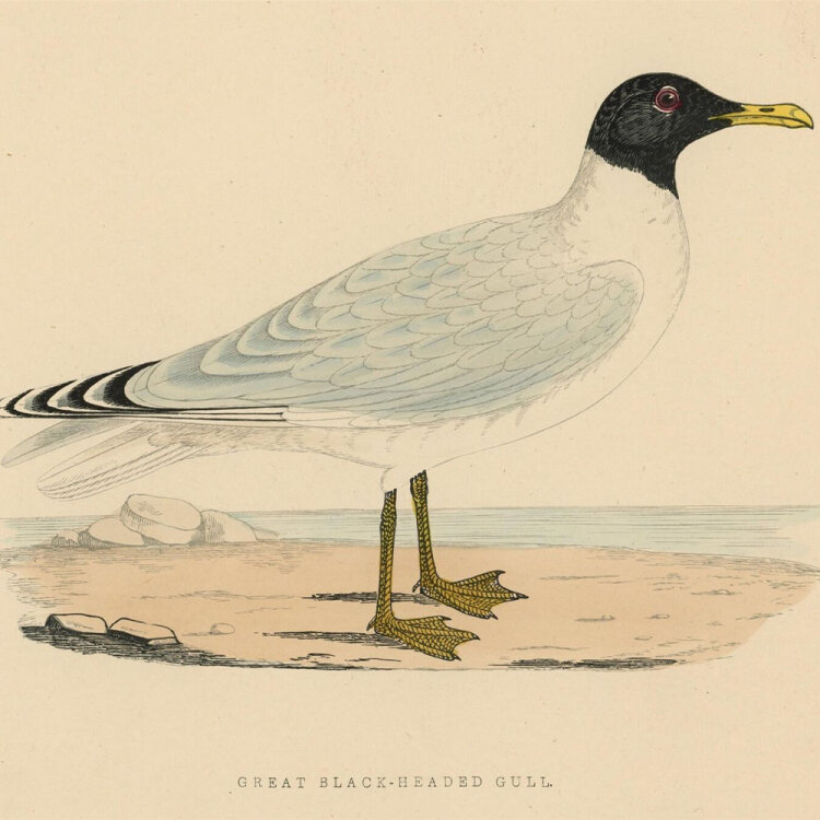 unbekannt - Great Black Headed Gull (Fischmöwe) - o.J. - kolorierter Stahlstich