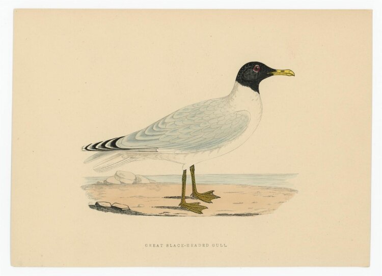 unbekannt - Great Black Headed Gull (Fischmöwe) - o.J. - kolorierter Stahlstich