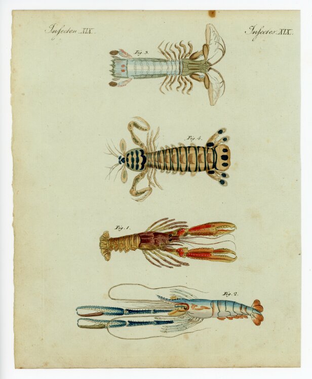 unbekannt - Insekten - o.J. - kolorierter Kupferstich