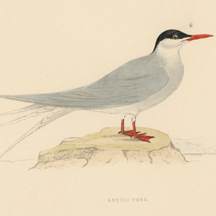 unbekannt - Arctic Tern (Küstenseeschwalbe) - o.J. - kolorierter Stahlstich