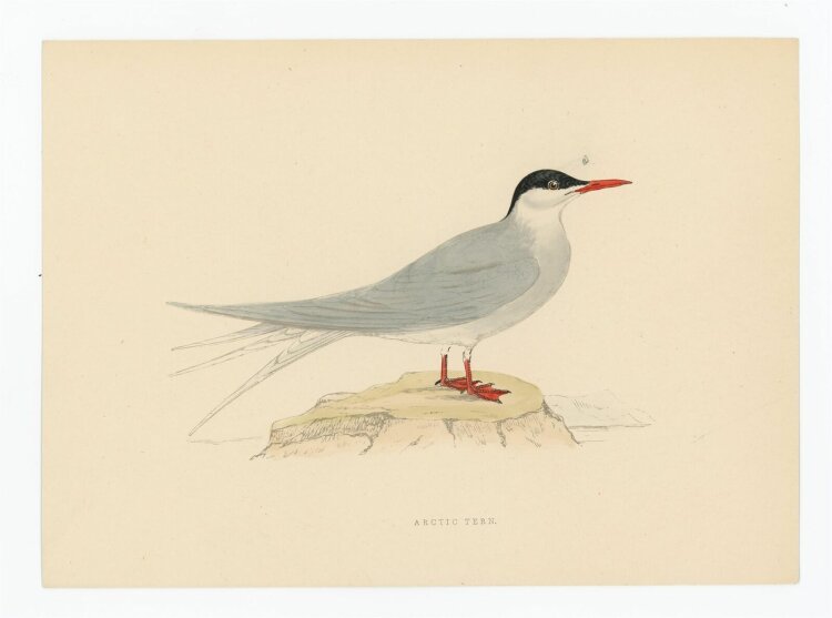unbekannt - Arctic Tern (Küstenseeschwalbe) - o.J. -...