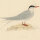 unbekannt - Arctic Tern (Küstenseeschwalbe) - o.J. - kolorierter Stahlstich