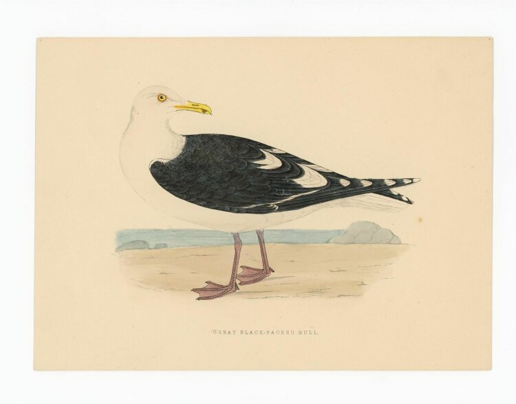 unbekannt - Great Black-Hacked Gull (Matelmöwe) -...