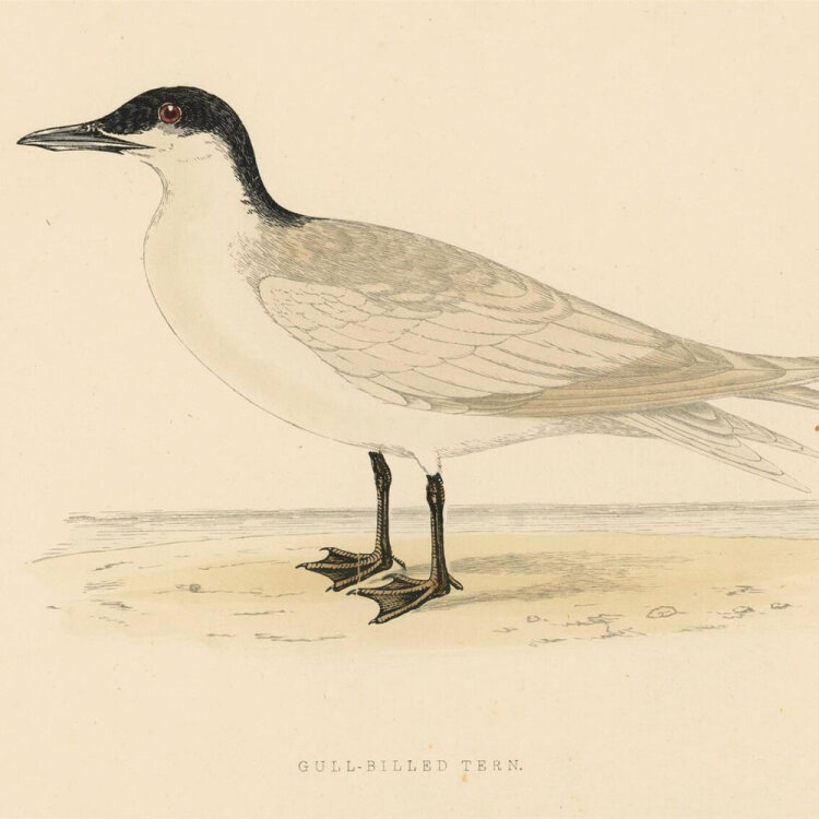 unbekannt - Gull Billed Tern (Lachseeschwalbe) - o.J. -...