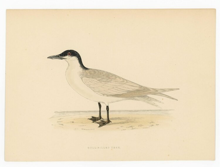 unbekannt - Gull Billed Tern (Lachseeschwalbe) - o.J. - kolorierter Stahlstich