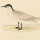 unbekannt - Gull Billed Tern (Lachseeschwalbe) - o.J. - kolorierter Stahlstich