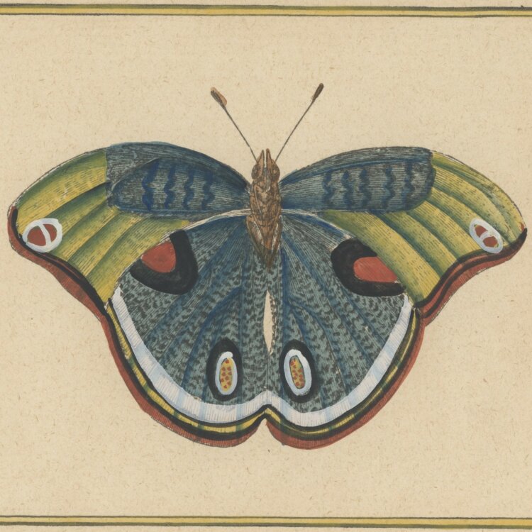 unbekannt - Schmetterling - o.J. - coloriert Kupferstich