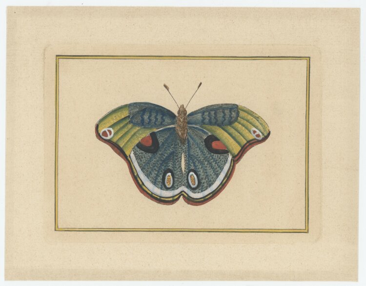 unbekannt - Schmetterling - o.J. - coloriert Kupferstich