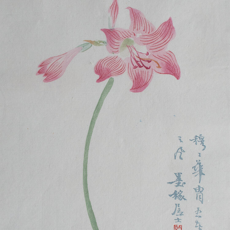 unbekannt chinesisch - Amaryllis - o.J. - Farbholzschnitt auf Japanpapier