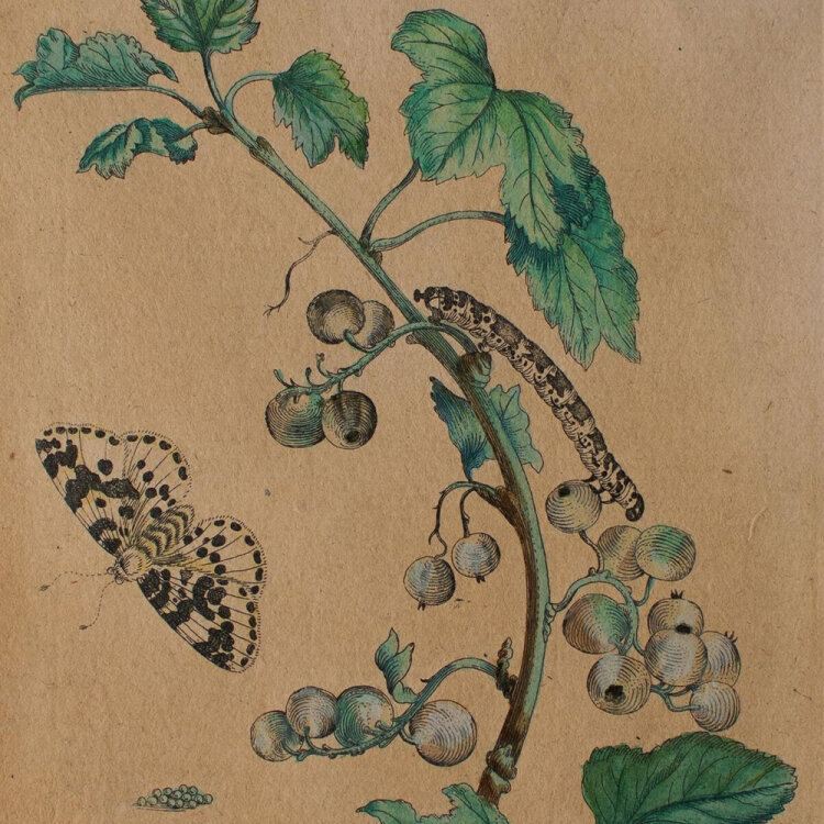 Maria Sibylla Merian nach - Groseille de jardin (Johannisbeere) - o.J. - Kupferstich in altem Kolorit