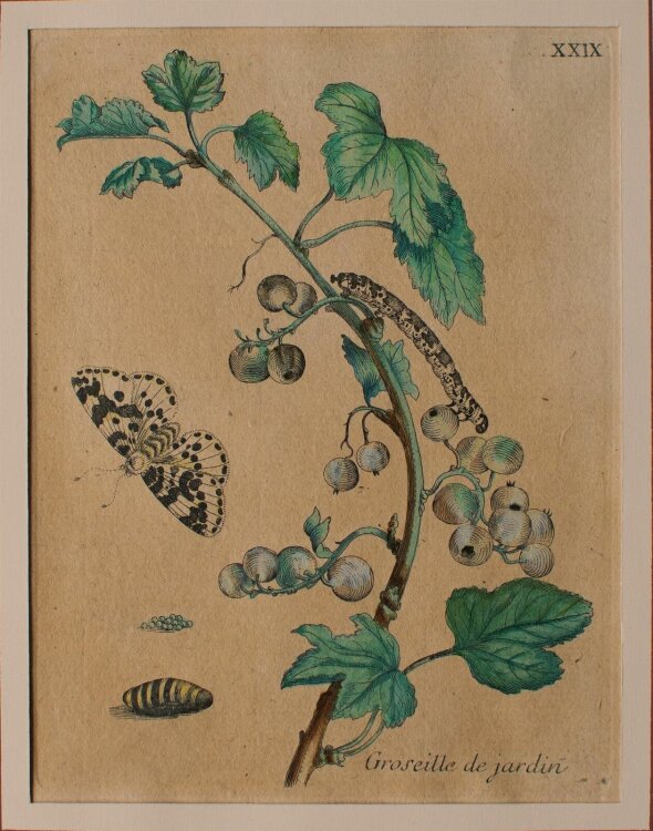 Maria Sibylla Merian nach - Groseille de jardin (Johannisbeere) - o.J. - Kupferstich in altem Kolorit