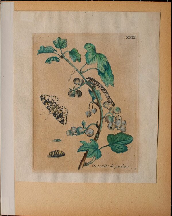 Maria Sibylla Merian nach - Groseille de jardin (Johannisbeere) - o.J. - Kupferstich in altem Kolorit