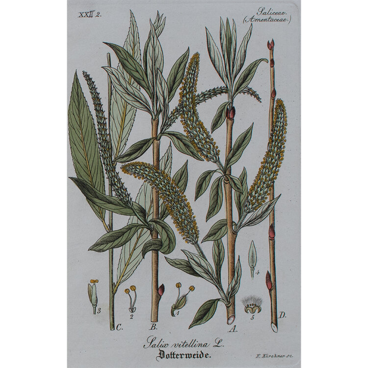 F. Kirchner - Salix vitellina (Dotterweide) - undatiert -...