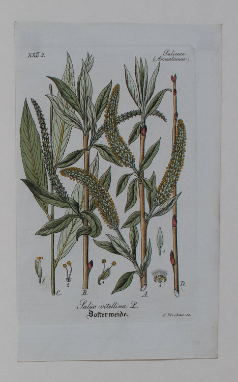 F. Kirchner - Salix vitellina (Dotterweide) - undatiert - Kupferstich