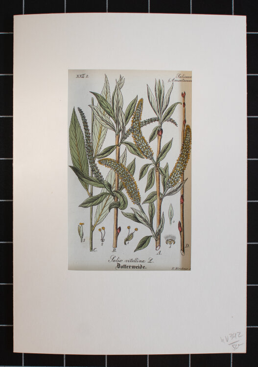 F. Kirchner - Salix vitellina (Dotterweide) - undatiert - Kupferstich