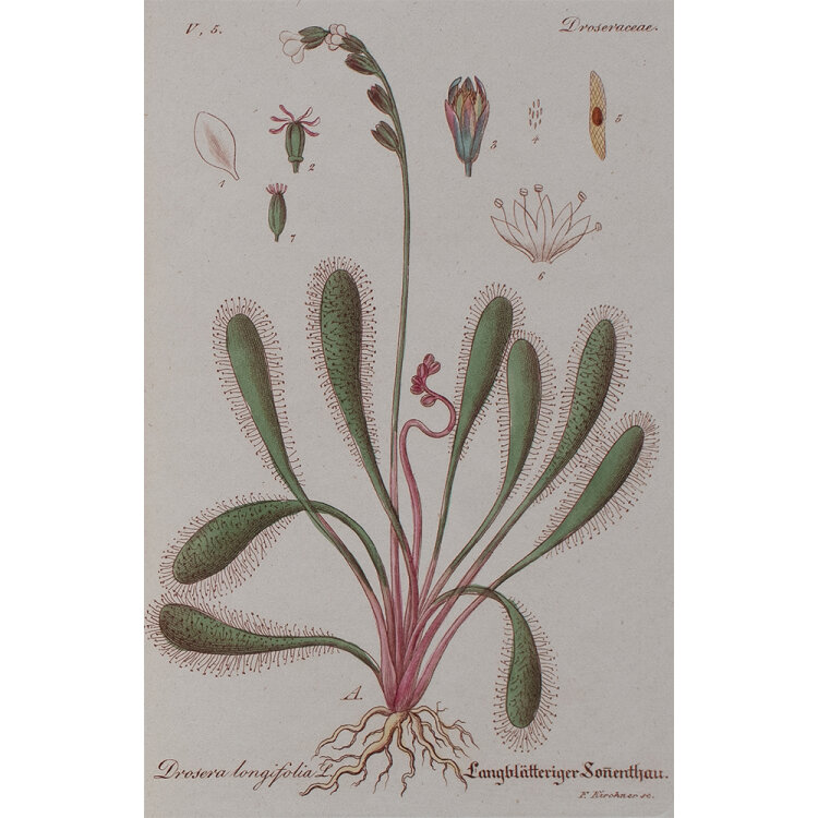 F. Kirchner - Droseraceae, Drosera longifolia (Sonnentaugewächs) - undatiert - Kupferstich