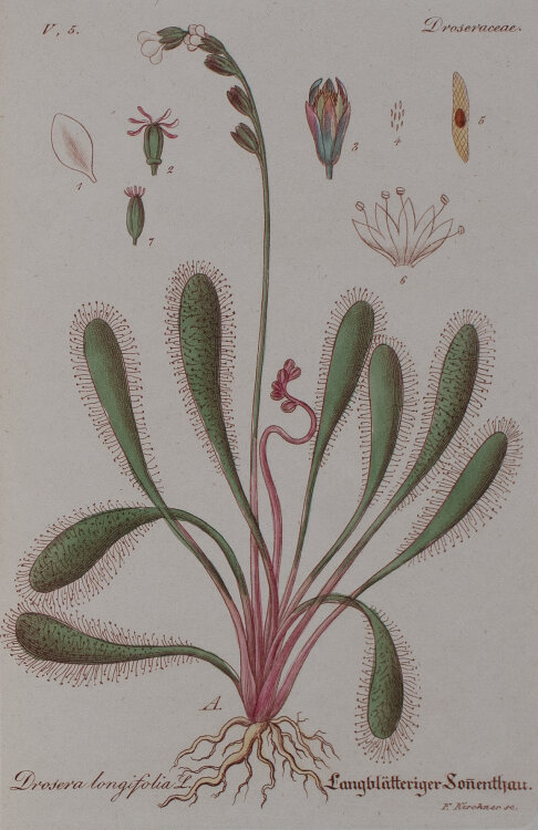 F. Kirchner - Droseraceae, Drosera longifolia (Sonnentaugewächs) - undatiert - Kupferstich