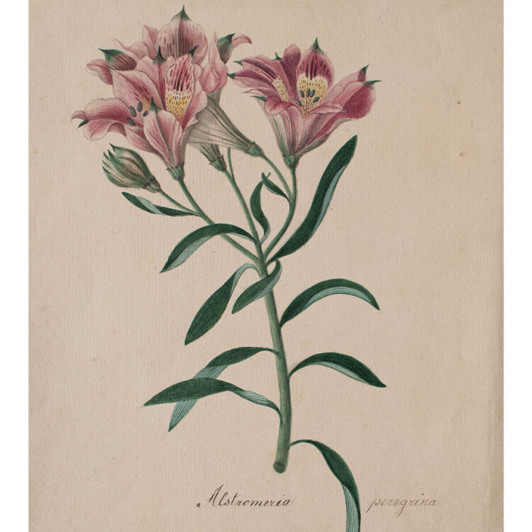 Johann Nepomuk Mayrhofer - Alstro[e]meria pelegrina - undatiert - Aquarell und Graphitstift auf Büttenpapier mit Wasserzeichen