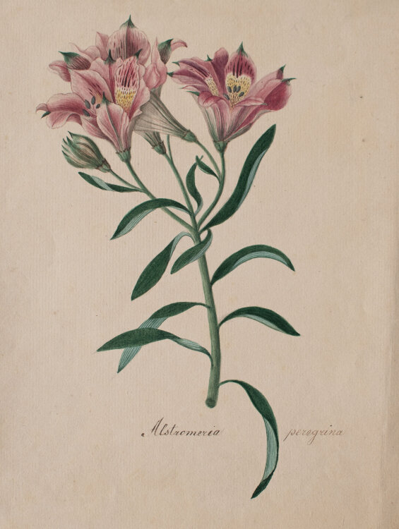 Johann Nepomuk Mayrhofer - Alstro[e]meria pelegrina - undatiert - Aquarell und Graphitstift auf Büttenpapier mit Wasserzeichen