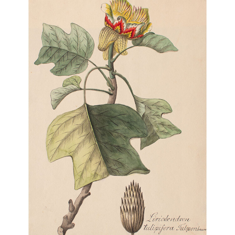 Johann Nepomuk Mayrhofer - Liriodendron tulipifera (Tulpenbaum) - undatiert - Aquarell und Tusche auf Büttenpapier