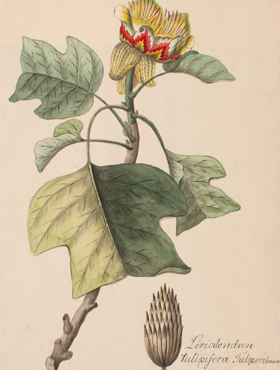 Johann Nepomuk Mayrhofer - Liriodendron tulipifera (Tulpenbaum) - undatiert - Aquarell und Tusche auf Büttenpapier