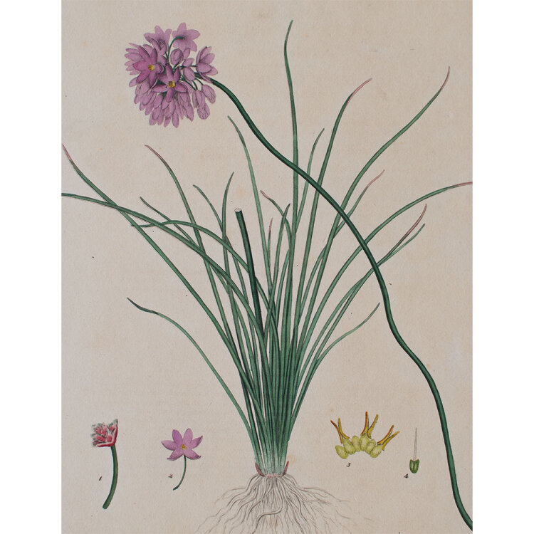 unbekannt - Sowerbia Juncea - undatiert - kolorierte Lithografie