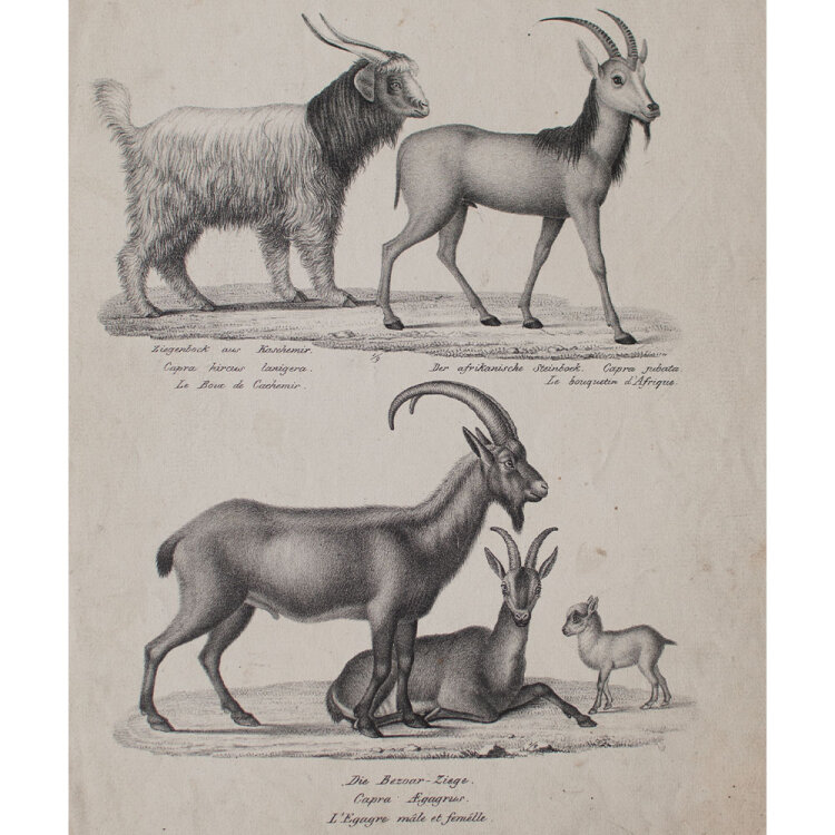 Joseph Brodtmann - Der afrikanische Steinbock. Die Bezoar-Ziege - undatiert - Lithografie auf Büttenpapier